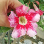 Adenium " Mahawong "