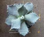 Agave Blue Leaf - Image 2