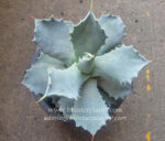Agave Blue Leaf