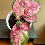 Aglaonema Rattana Rung Ruang Variegated
