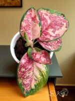 Aglaonema Rattana Rung Ruang Variegated