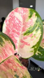 Aglaonema Rattana Rung Ruang Variegated - Image 4