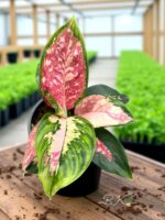 Aglaonema Rattana Rung Ruang Variegated - Image 2