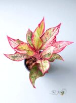 Aglaonema Siam Aurora Variegated - Image 5
