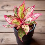 Aglaonema Siam Aurora Variegated