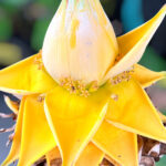 Musa Golden Lotus Banana