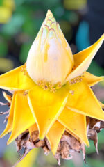 Musa Golden Lotus Banana