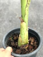 Musa Golden Lotus Banana - Image 3