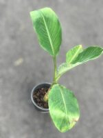 Musa Golden Lotus Banana - Image 2