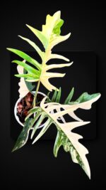 Philodendron Florida Beauty X Tortum Variegated size L - Image 2