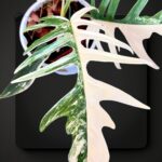 Philodendron Florida Beauty X Tortum Variegated size L