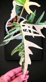 Philodendron Florida Beauty X Tortum Variegated size L