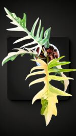 Philodendron Florida Beauty X Tortum Variegated size L - Image 3