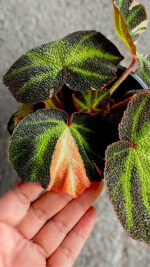 Begonia Soli Mutata Variegated - Image 2