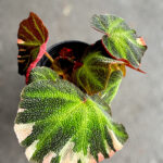 Begonia Soli Mutata Variegated