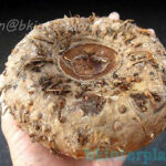 10 Seeds " Amorphophallus "