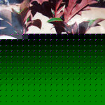 2 Bulb "AMORPHOPHALLUS ATROVIRIDIS"