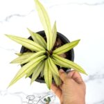 Anthurium Scorpiones Mint