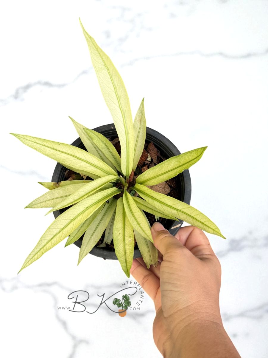 anthurium-scorpion-mint-houseplants-rare001.jpg Anthurium Scorpiones Mint - Image 1