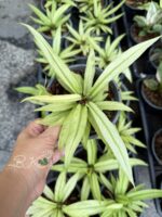 Anthurium Scorpiones Mint - Image 2