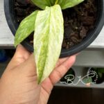 Anthurium Vittarifolium Variegated(Necktie Variegated) Size S