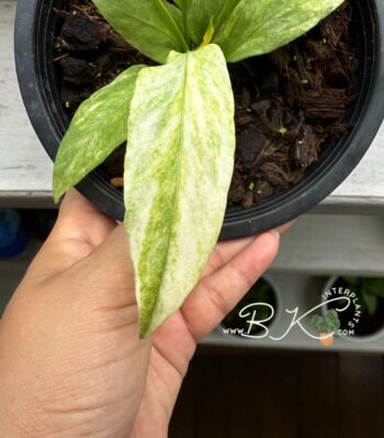 Anthurium Vittarifolium Variegated Size S young plant with yellow splashing