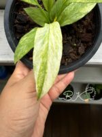 5 Plants Anthurium Vittarifolium Variegated(Necktie Variegated) Size S