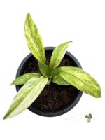 Anthurium Vittarifolium Variegated(Necktie Variegated) Size S - Image 2