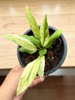 Anthurium Vittarifolium Variegated(Necktie Variegated) Size S - Image 3