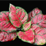 AGLAONEMA " Anyamanee "