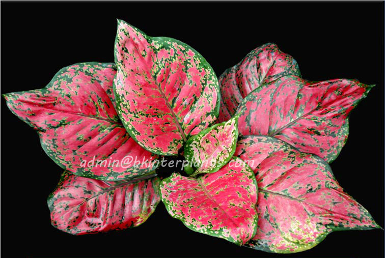 anyamanee_copy.jpg AGLAONEMA " Anyamanee " - Image 1