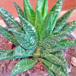 Sansevieria " FUTORA "