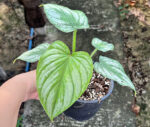 Philodendron Silver Cloud Mamei