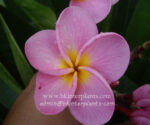 Plumeria " Bali Whista "