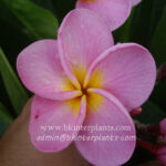 Plumeria " Bali Whista "