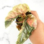 Begonia Ginny Galaxy variegated foliage – rare indoor exotic plant