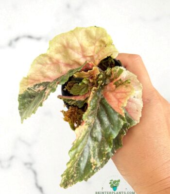 Begonia Ginny Galaxy variegated foliage – rare indoor exotic plant