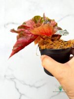 Begonia Snow Capped variegated foliage – exotic indoor plant