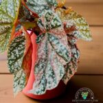 Begonia Snow Capped variegated leaf close up – white and green foliage