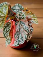 Begonia Snow Capped variegated leaf close up – white and green foliage