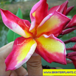 Plumeria " Billy Flower "