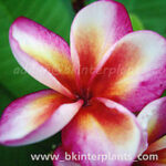 Plumeria " BK Brown Star "