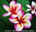Plumeria " BK Brown Star " - Image 2