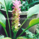 3 Corms " Queen lily ginger "