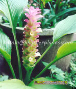3 Corms " Queen lily ginger "