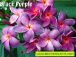 Plumeria " Black Purple "