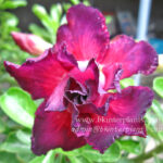 Adenium " Black Purple "