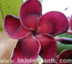 Plumeria " Black Ruby "