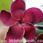 Plumeria " Black Ruby "
