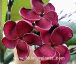 Plumeria " Black Ruby " - Image 3